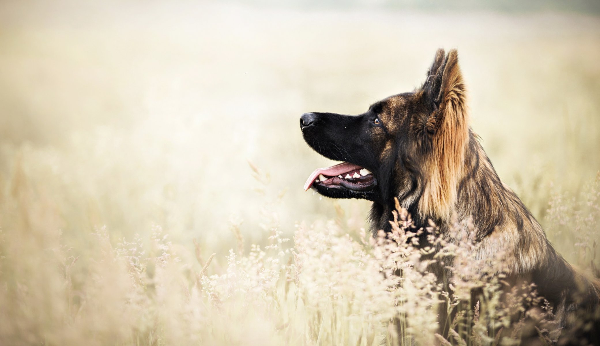 Взыскание ущерба при укусе собаки в Промышленной