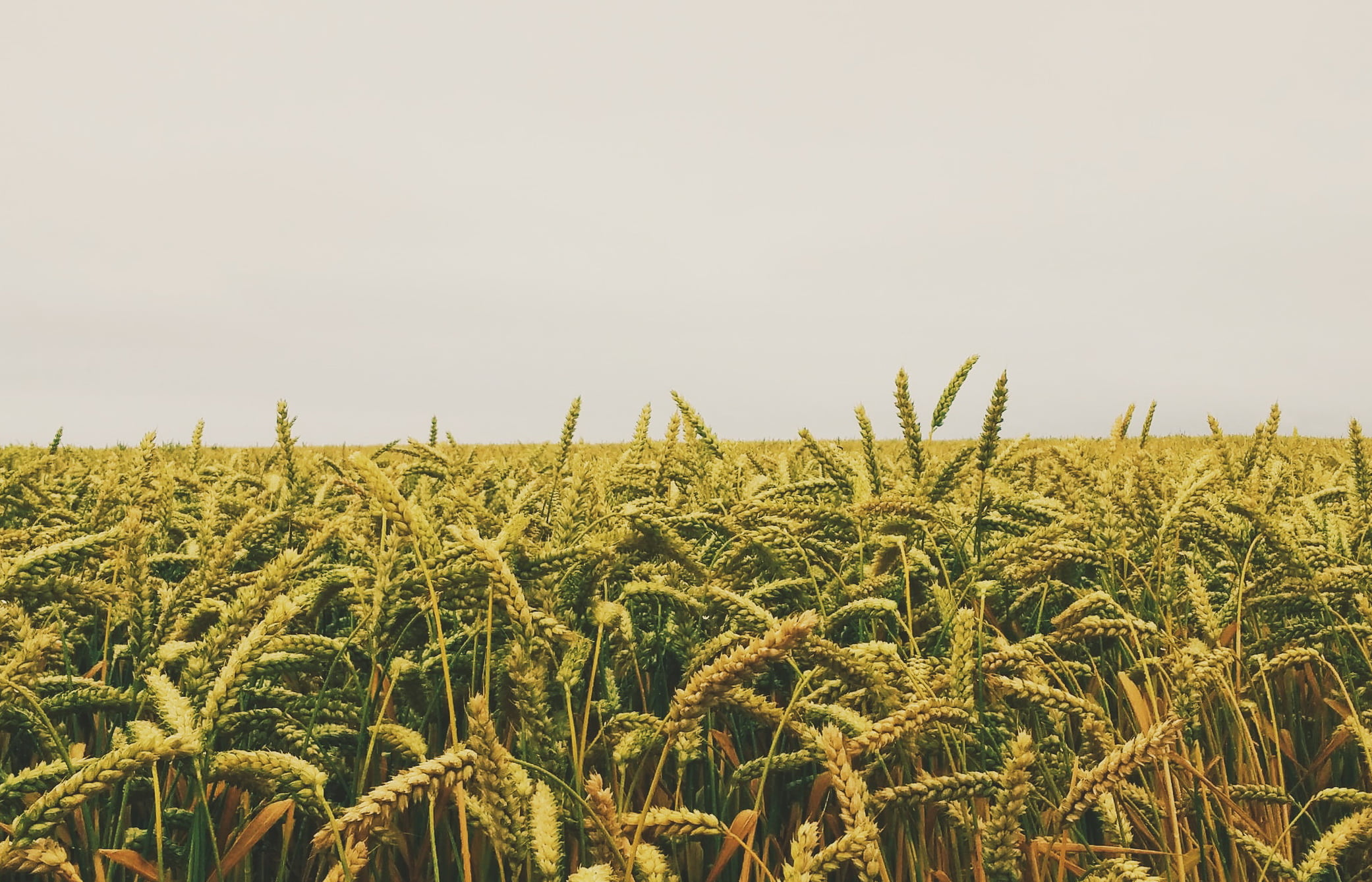 Юрист по земельным спорам в Промышленной. Услуги земельного юриста.